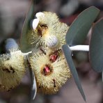 Eukalyptus (Eucalyptus cinerea) ´SILVER DOLLAR´ - výška 30-50 cm, kont. C3L (-13°C)
